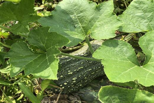 蜜本南瓜长势喜人